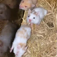 همستر خوشگل|موش و خرگوش|کرج, کمال‌شهر|دیوار