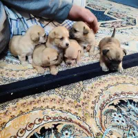 توله سگ|سگ|اراک, |دیوار