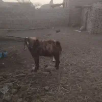 یک عدد تکشاد پاکستانی بفروش میرسد