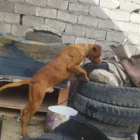 با سلام واگذاری پیتبول