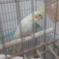 عروس لوتینو|پرنده|قم, ولیعصر|دیوار