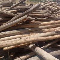 خرید چوب خشک سقفی و ضایعات باغی با بالاترین قیمت|خدمات باغبانی و درختکاری|زنجان, |دیوار