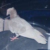 کبوتر نر عالی پرس سنگین