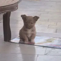 توله سگ پاکوتاه فیندو