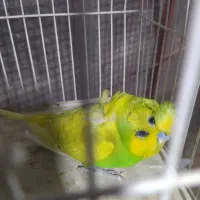 مرغ عشق پروانه ای نر