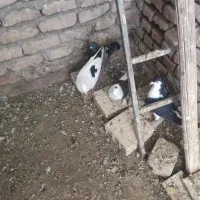 کفتر