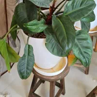 گل زینتی با گلدان و پایه