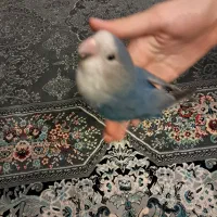 طوطی برزیلی دستی|پرنده|گلستان (تهران), |دیوار