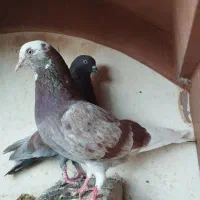 یک جفت کفتر یا کبوتر.ماده شازده پیس،نر سرخ|پرنده|کاشان, راوند|دیوار