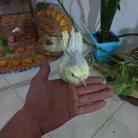 عروس هلندی نره ۹ ماهه