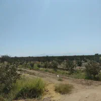 بفروش باغ پسته اگبری