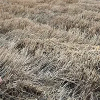 زمین کشاورزی فرودگاه گرگان|فروش دفتر صنعتی، کشاورزی، تجاری|آق قلا, |دیوار