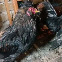 خروس سلطان|حیوانات مزرعه|قم, شهر قائم|دیوار