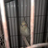 طوطی هلندی|پرنده|دزفول, |دیوار