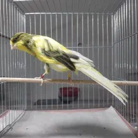 قناری رسمی بلند خونگی