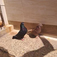 زاغ ساده|پرنده|بندر ماهشهر, |دیوار