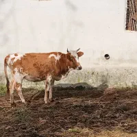 گاو با گوساله نر