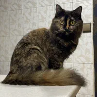 واگذاری گربه میکس اسکاتیش