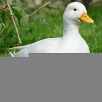 فروش