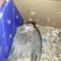 جوجه عروس سرلاکی|پرنده|میناب, |دیوار