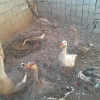 به علت نبود جا|حیوانات مزرعه|اردبیل, |دیوار