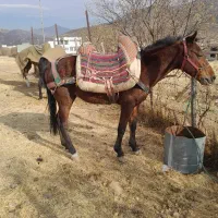 فروش ۲ تا اسب