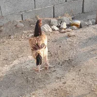 ماده مرغ|حیوانات مزرعه|میناب, |دیوار
