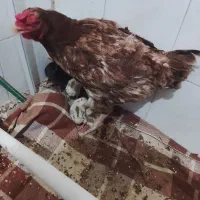جوجه