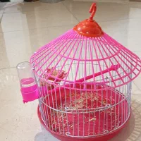 پرنده|پرنده|مشهد, رضاشهر|دیوار