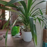 گل پاندانوس خنجری ۱ متری