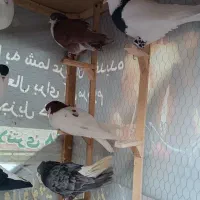 ۲۴تا کفتر رنگه خوشگل ۲ تا ماده