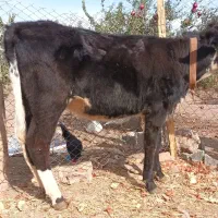 گوساله خوش خوراک ۸ماهه