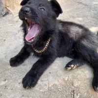 توله سگ ژرمن 13