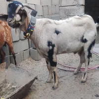 کهره|حیوانات مزرعه|میناب, |دیوار