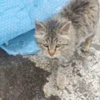 واگذاری گربه|گربه|بوکان, |دیوار