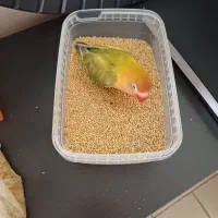 پرنده طوطی برزیلی