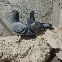 کفتر جوجه|پرنده|اردبیل, |دیوار