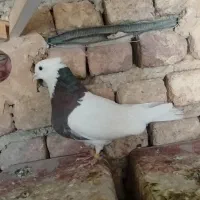 طوقی ماده