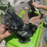 بچه خرگوش