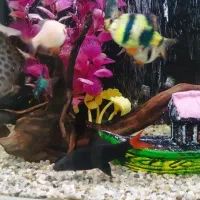 ماهی اکواریوم