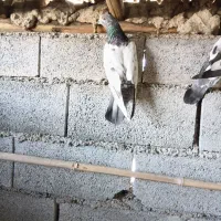 کفتر پرشی|حیوانات|لاهیجان, آهندان|دیوار