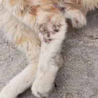 گربه بیمار است