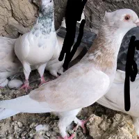 کبوتر گمشده ف رو ش|حیوانات|زابل, |دیوار