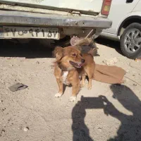 سک دارای نژاد عالی وشناسنامه