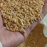 ۲تن گندم بکراس|خوردنی و آشامیدنی|کرمان, |دیوار