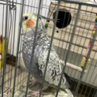 دو عدد عروس هلندی نر و ماده|پرنده|کرج, شهرک یاس شمالی|دیوار