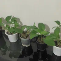 گل طبیعی|گل و گیاه طبیعی|کرمانشاه, |دیوار