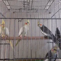 عروس هلندی|پرنده|قزوین, |دیوار