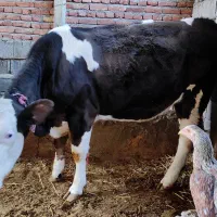 ماده کشتاری