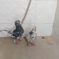 یه. جفت سرور چاپدار|پرنده|فسا, |دیوار